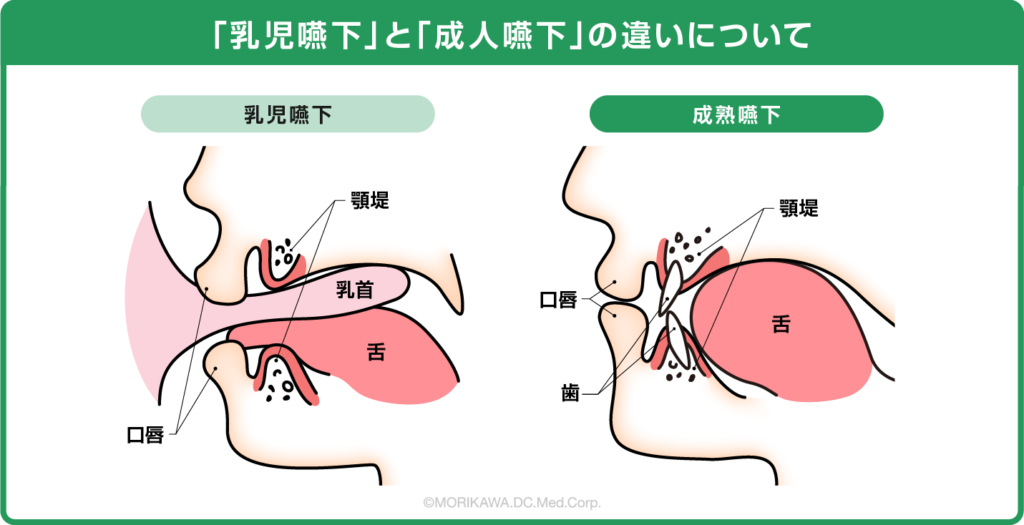「乳児嚥下」と「成人嚥下」の違いについて