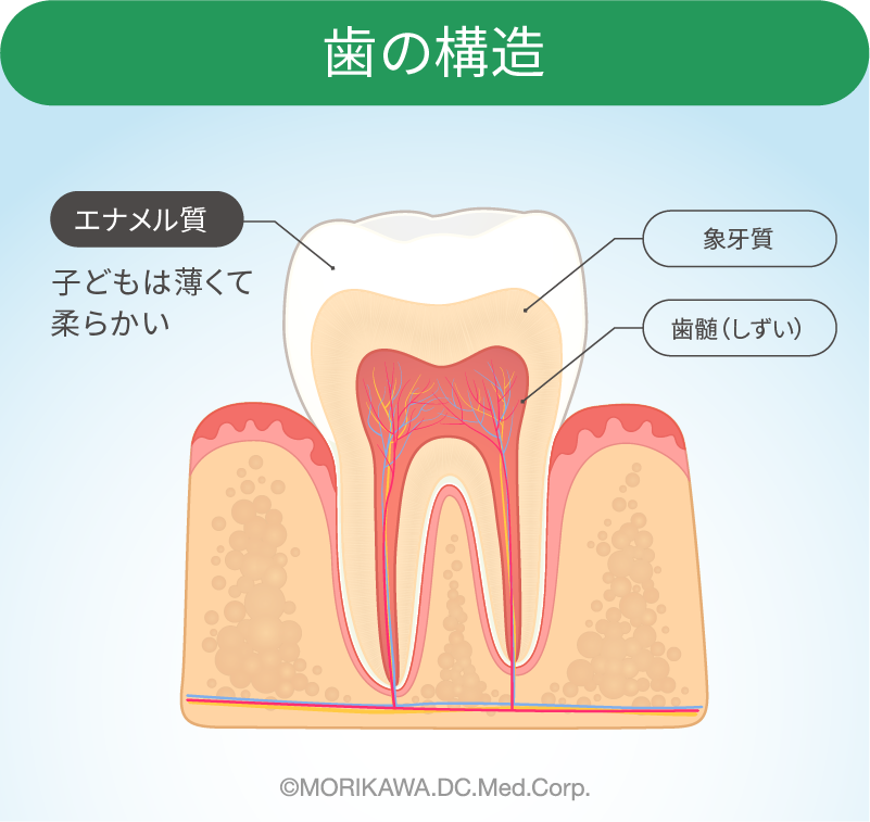 歯の構造